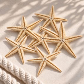 Estrela-do-mar filipina 6-8 cm