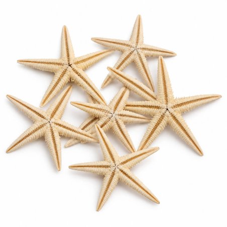 Muestra estrella de mar filipina 6-8 cm