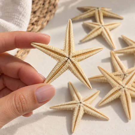 Estrella de mar filipina 6-8 cm producto natural