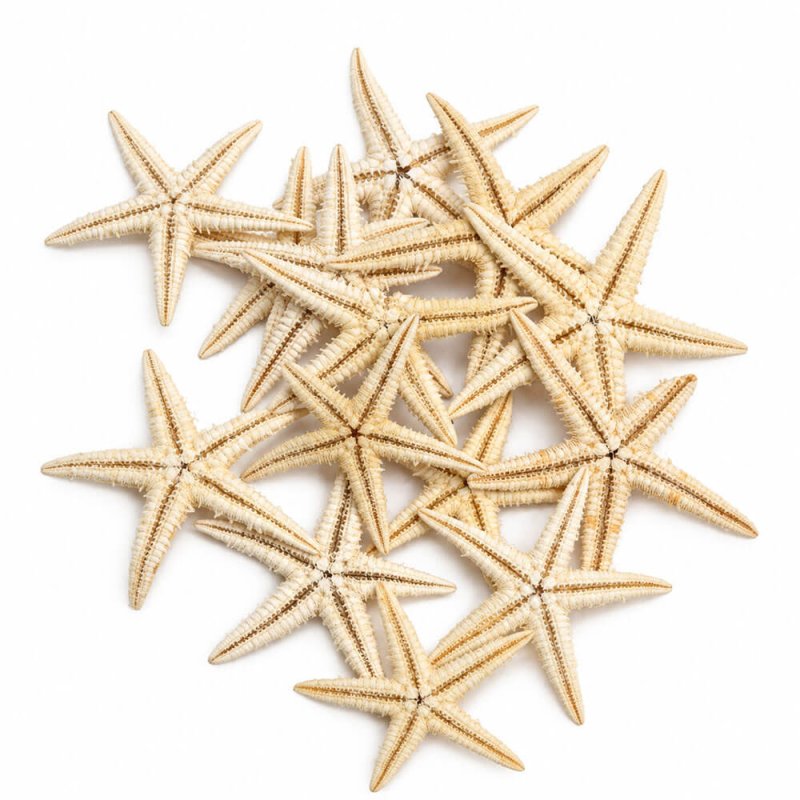 Estrella de mar filipina 2- 2,5 cm comprar
