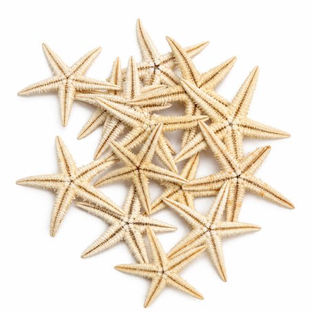 Estrella de mar filipina 2- 2,5 cm comprar