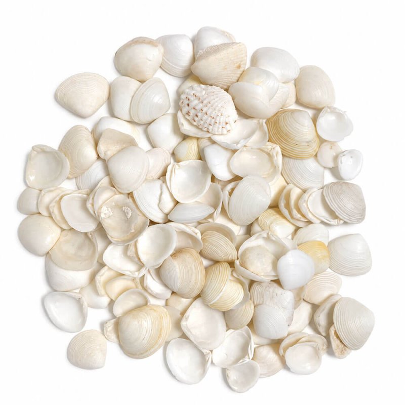 Comprar conchas de mar tellina