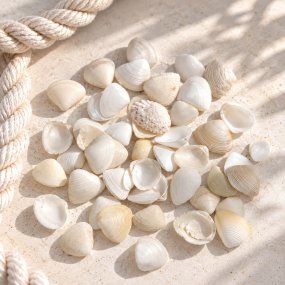 Concha marina tellina blanca 1 kg