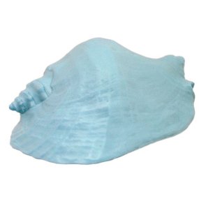 Molde para fazer velas Caracola marinha natural grande Molde para fazer velas Caracola marinha natural grande