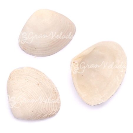 Conchas marinhas Tellina pequena brancas - 2