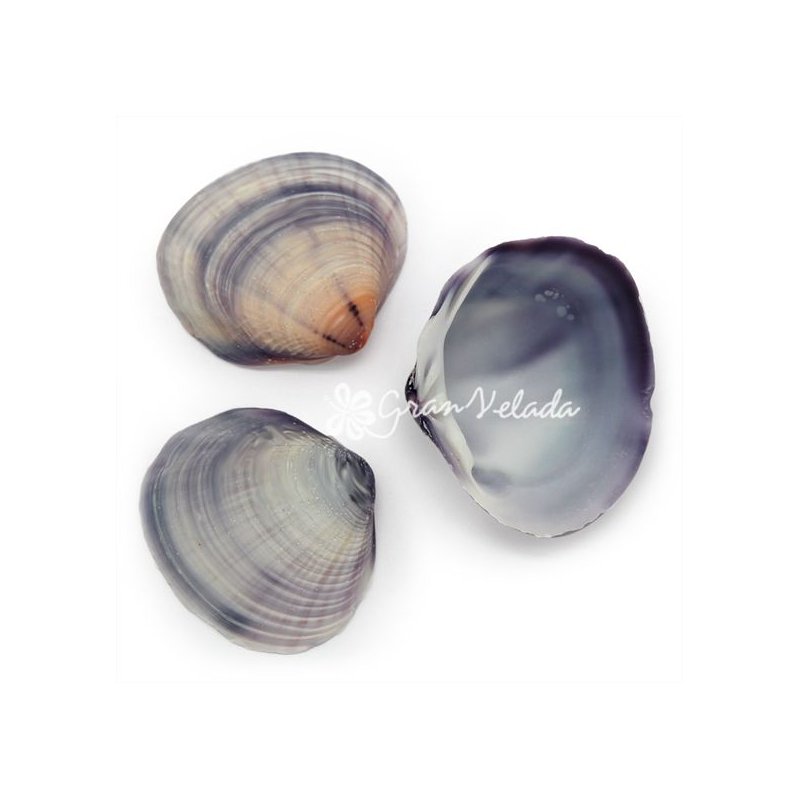 Conchas Violet Clam a granel