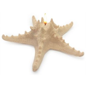 Corne de moule d’étoile de mer 20 cm Corne de moule d’étoile de mer 20 cm