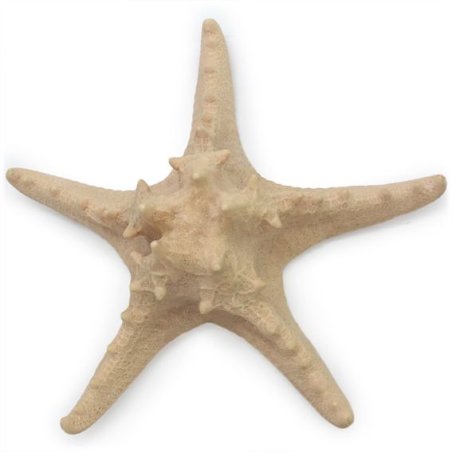 Molde estrela de mar grande
