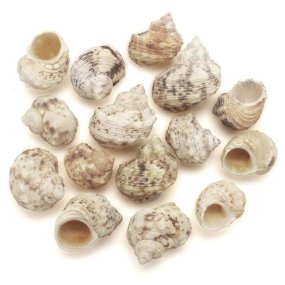 Coquillages Turbo Goldmouth 1 kg Coquillages Turbo Goldmouth 1 kg