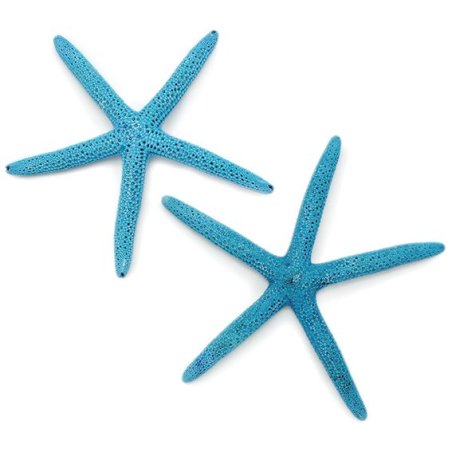 Étoile de mer naturel bleu, 20-25 cm.