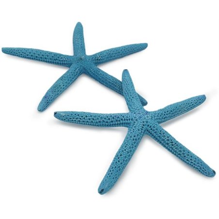 Estrela-do-mar albino