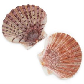 Coquille Saint-Jacques naturelle coquille Plate Coquille Saint-Jacques naturelle coquille Plate