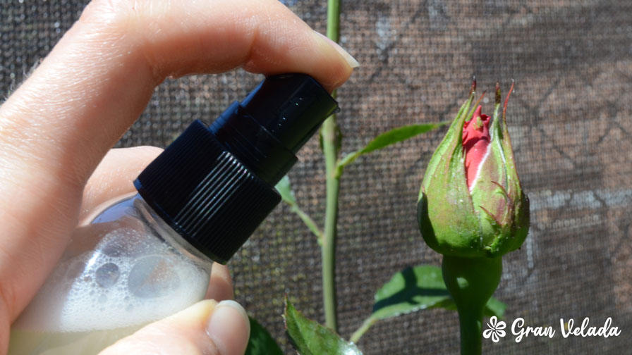 Aceite de neem para plantas: aprende cómo usarlo para eliminar plagas